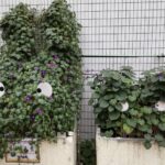 蔦で作った　トトロ？